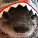 piwonczyk