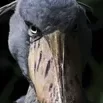 Piotrowski_