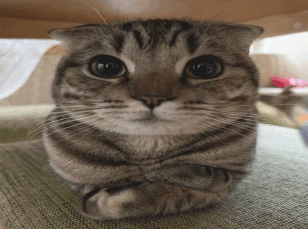 image.thumb.png.8075a1bf1b0ba4211ff8495e5b7f247f.png