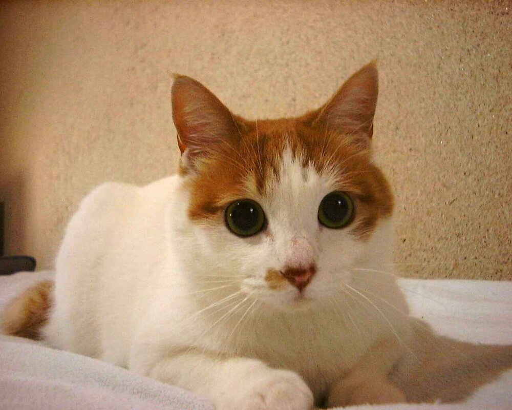 cat-1404368.jpg