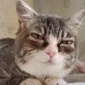 shxo