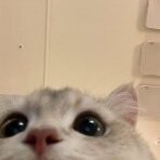 MrIrek