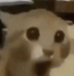 Viciek