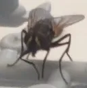 dodzi77