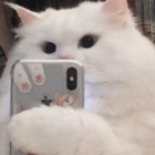 Nufik*