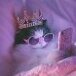 Queennelia