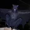 Geeko