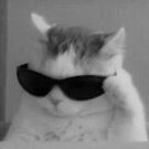 pavkoo