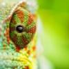 Cameleon